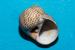 Naticarius stercusmuscarum