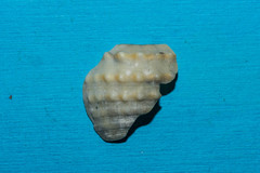 Galeodea echinophora