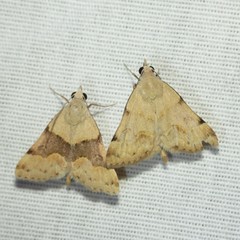 Hemeroplanis incusalis