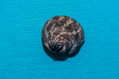 Gibbula
