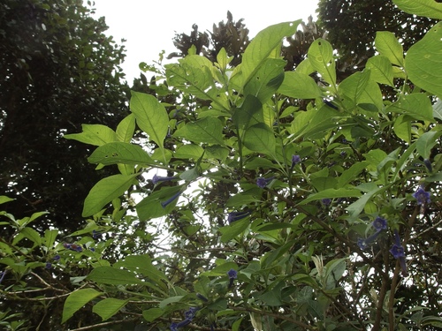 Iochroma cyaneum