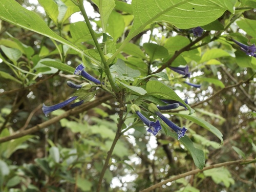 Iochroma cyaneum