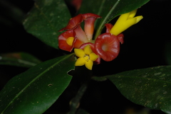 Psychotria nuda