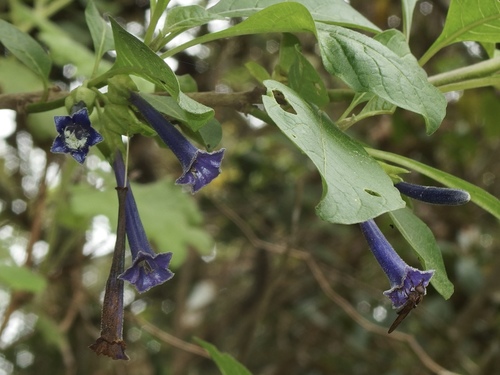 Iochroma cyaneum