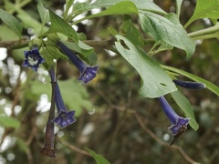 Iochroma cyaneum image