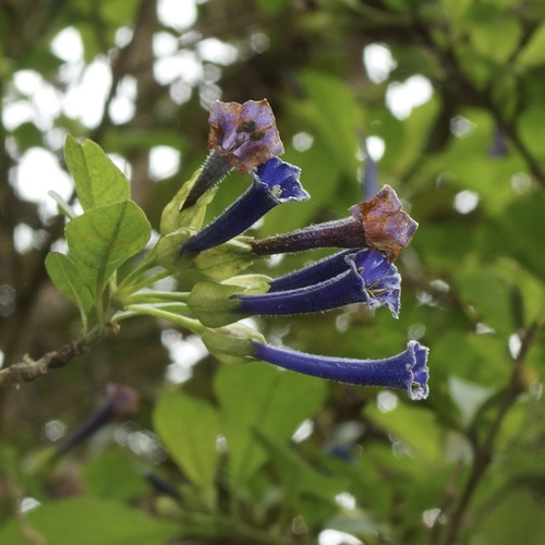 Image of Iochroma cyaneum by (c) Sue Carnahan, some rights reserved (CC BY)