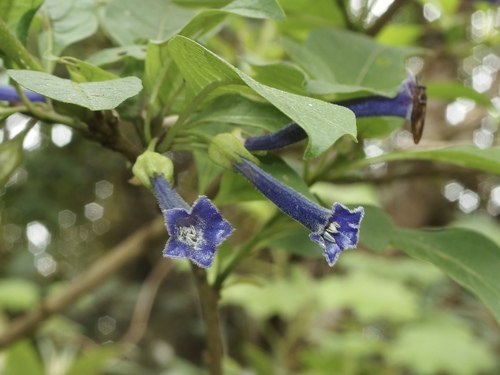 Iochroma cyaneum