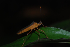 Leptoscelis elongator