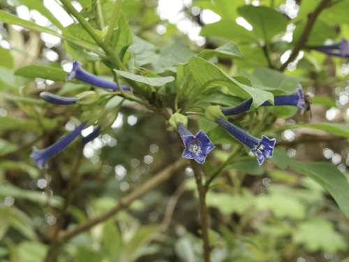 Iochroma cyaneum