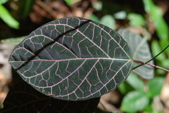 Euphorbia cotinifolia