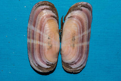 Solecurtus strigilatus