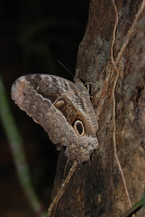 Caligo beltrao