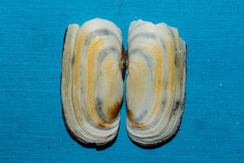 Representative image of Solecurtus candidus