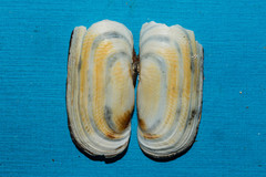 Solecurtus candidus