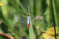 Planiplax erythropyga