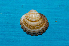 Acanthocardia paucicostata