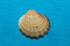 Acanthocardia paucicostata