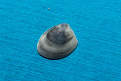 Nucula sulcata