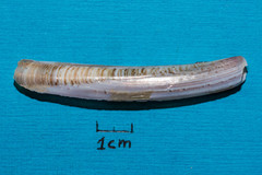 Ensis ensis