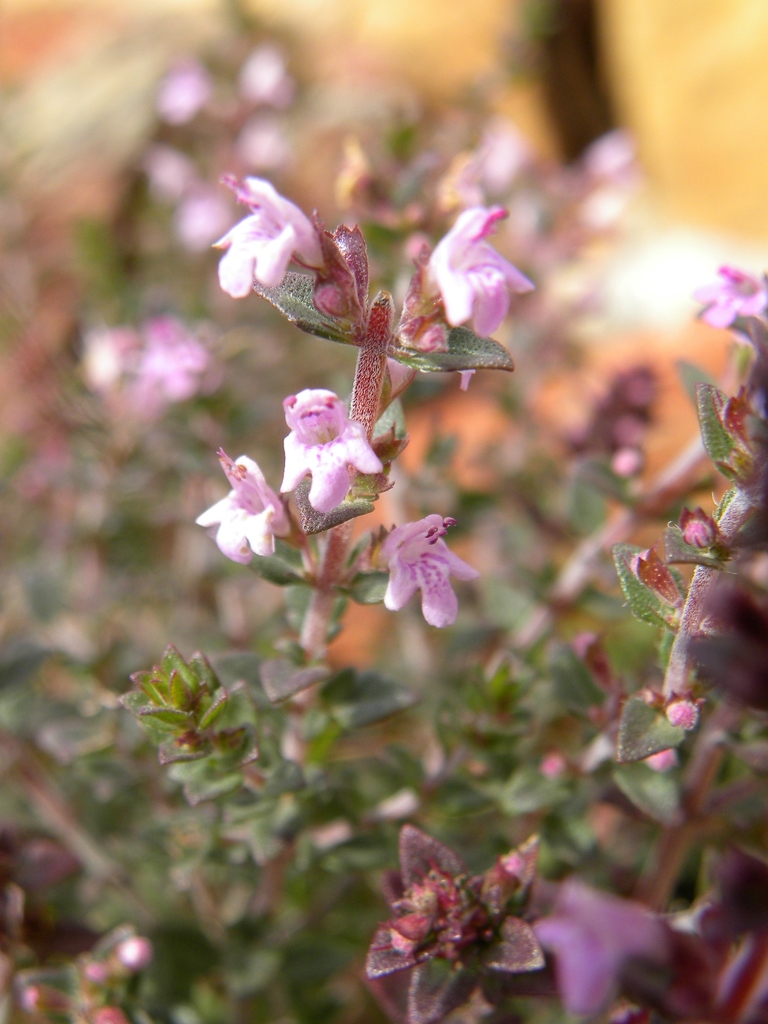 Thymus maroccanus