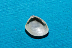Nucula sulcata