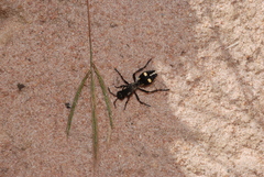 Traumatomutilla vidua