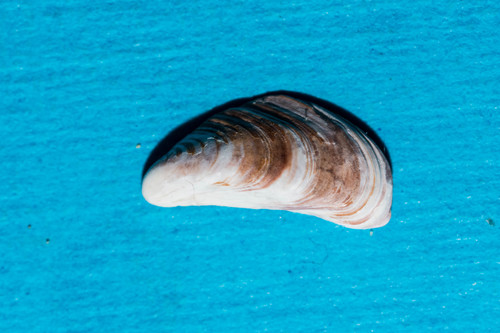Mytilaster minimus observed 2022-01-26