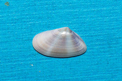Donax semistriatus