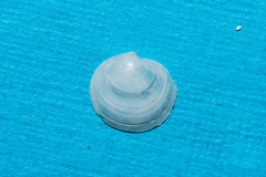 Lucinella divaricata