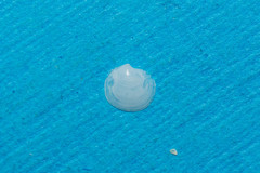 Lucinella divaricata