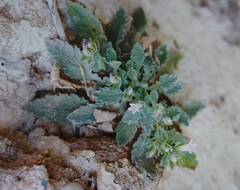 Campanula andrewsii