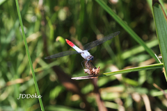 Planiplax erythropyga