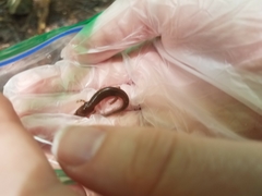 Pseudotriton ruber schencki