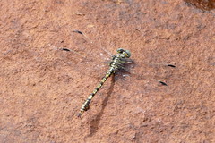 Paragomphus cognatus