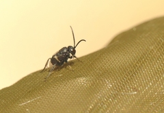 Brachygaster minuta