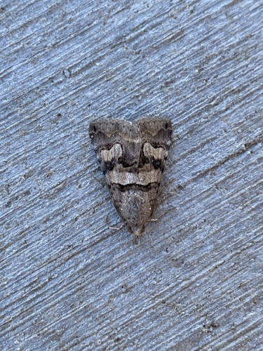 iNaturalist observation photo of Deduced Graphic