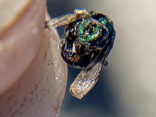 iNaturalist observation photo of Peridot Sweat Bee
