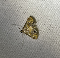 Eoophyla leucostola