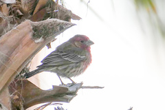 Haemorhous mexicanus