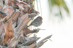 Haemorhous mexicanus