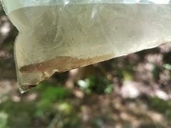 Pseudotriton ruber schencki