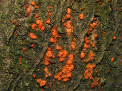 Cryphonectria parasitica