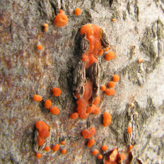 Cryphonectria parasitica