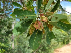 Terminalia brachystemma