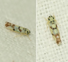 Eupteryx atropunctata