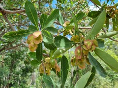 Terminalia brachystemma