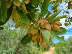 Terminalia brachystemma