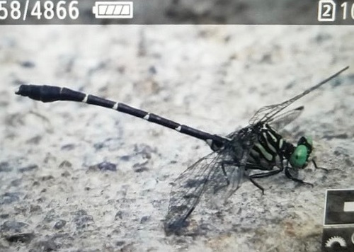 Interior Least Clubtail photo 2