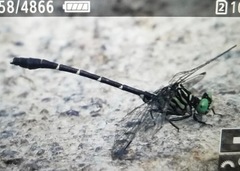 Stylogomphus sigmastylus