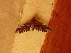 Monarcha magicaria
